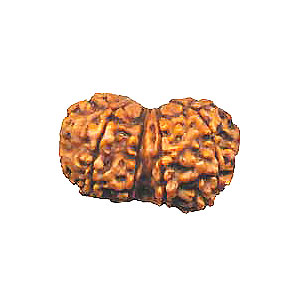 Manufacturers Exporters and Wholesale Suppliers of Gauri Shankar Rudraksha Rishikesh Uttarakhand